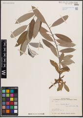 Foto von Salix excelsa S. G. Gmel.